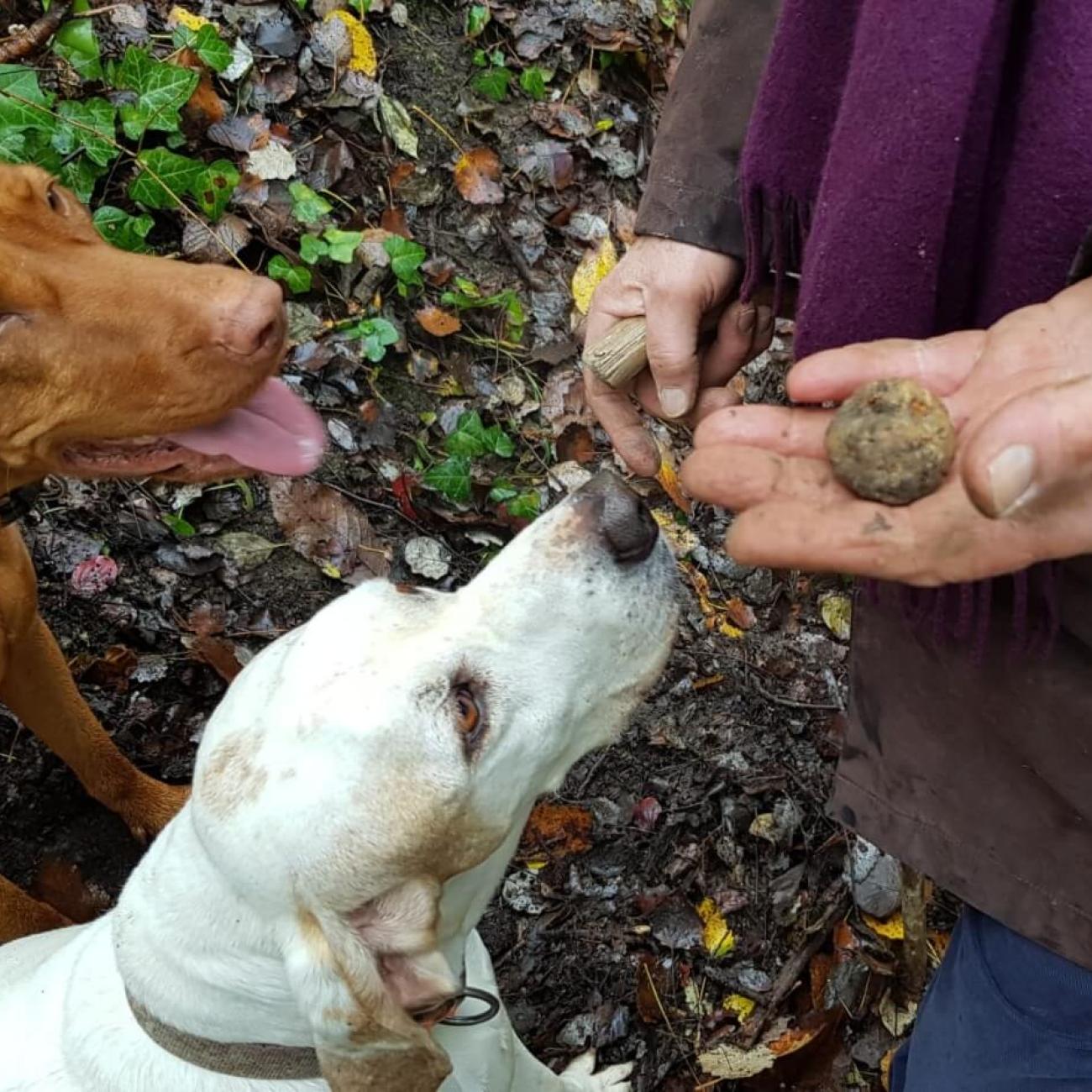 Caccia al tartufo bianco d'alba