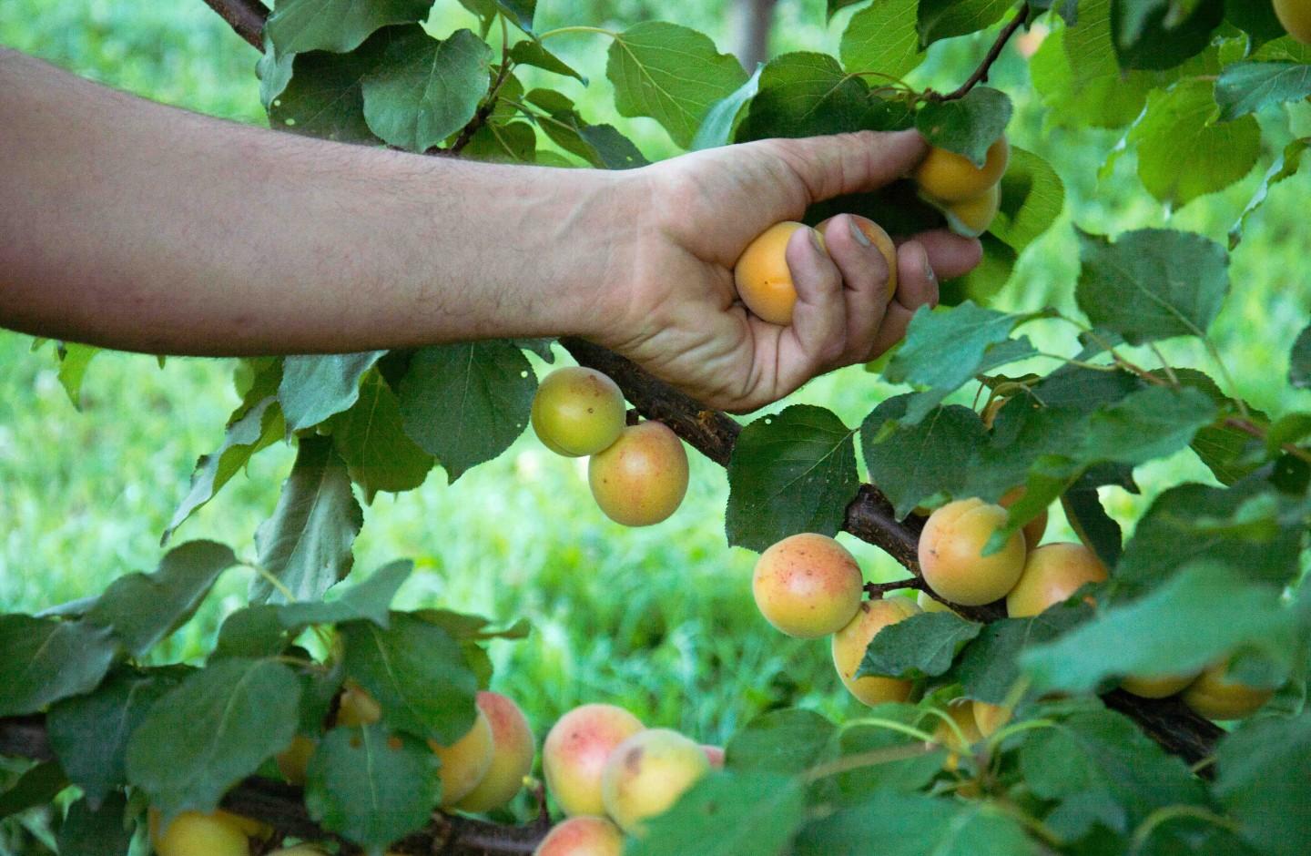 Aperitivo al laghetto e passeggiata nel frutteto sperimentale